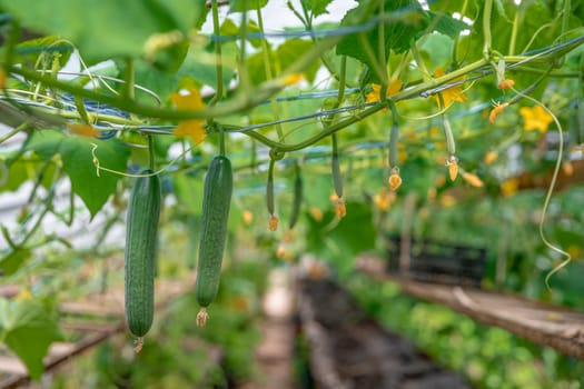 flowering plants green cucumbers growing in a greenhouse on the farm, healthy vegetables without pesticides, organic product.