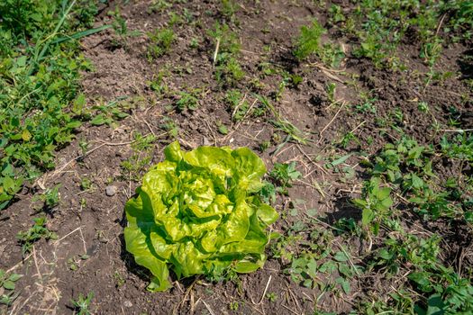 head salads in a field on an organic farm grown without pesticides and chemicals.