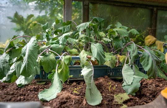 kohlrabi seedlings in a greenhouse on the farm.