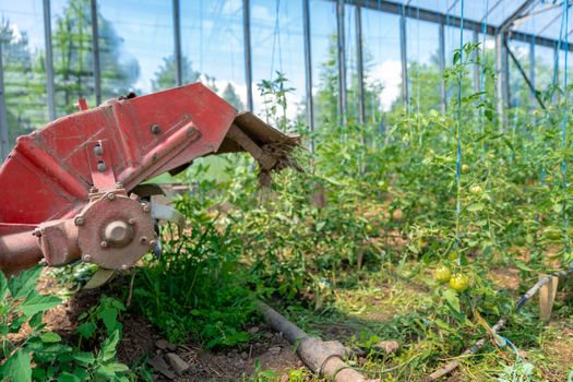 small old tractor in a greenhouse on a farm to help with the cultivation of fruits and vegetables.
