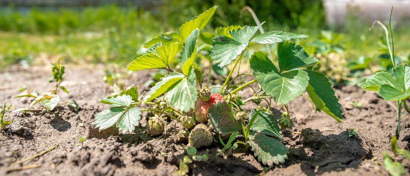 growing strawberries without chemistry on an organic farm.