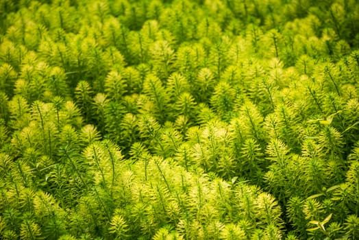 Eucalyptus and Parrot's feather - Myriophyllum aquaticum - green leaves close-up view in a pond in Chengdu, Sichuan province, China