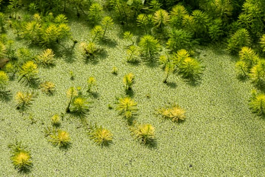 Eucalyptus and Parrot's feather - Myriophyllum aquaticum - green leaves close-up view in a pond in Chengdu, Sichuan province, China