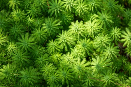 Eucalyptus and Parrot's feather - Myriophyllum aquaticum - green leaves close-up view in a pond in Chengdu, Sichuan province, China