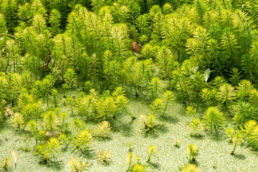 Eucalyptus and Parrot's feather - Myriophyllum aquaticum - green leaves close-up view in a pond in Chengdu, Sichuan province, China
