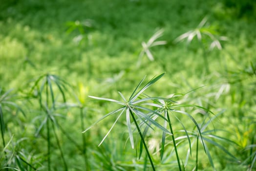 Eucalyptus and Parrot's feather - Myriophyllum aquaticum - green leaves close-up view in a pond in Chengdu, Sichuan province, China