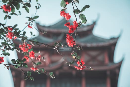 Red flowers in a tree against defocused pagoda in China