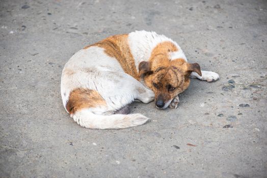 Little dog lying on the ground in a street