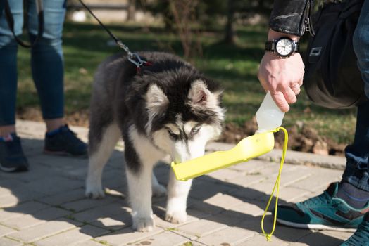 husky dog with owners walking in the spring park, drinking water