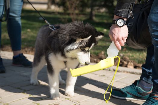 husky dog with owners walking in the spring park, drinking water