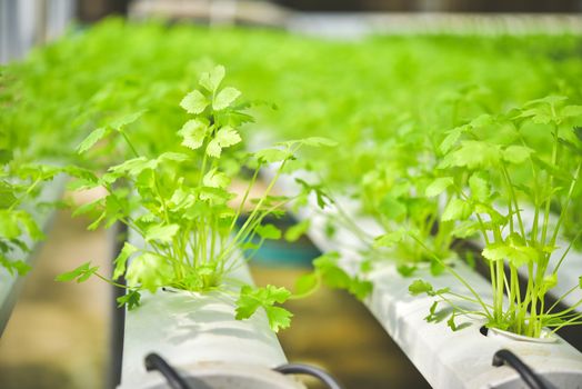 Organic vegetable seedlings Plots of organic vegetables on the farm Growing vegetables without soil