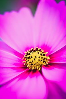 cosmos bloom in the garden with sky in the background.