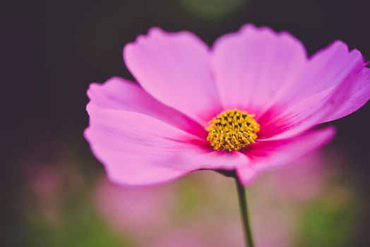 cosmos bloom in the garden with sky in the background.