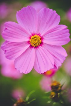 cosmos bloom in the garden with sky in the background.