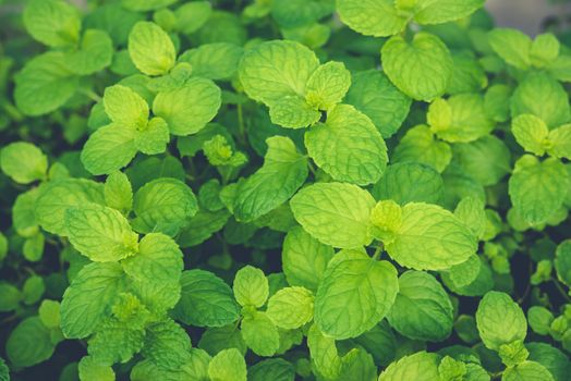 Peppermint leaves are fragrant green plants and are medicinal plants of strong teeth and fresh ivy is a cover of tropical vegetation, suitable for cooking and medicine.
