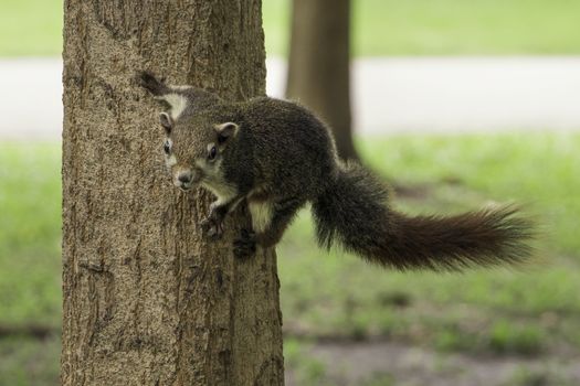 Squirrel is Hanging on the tree 