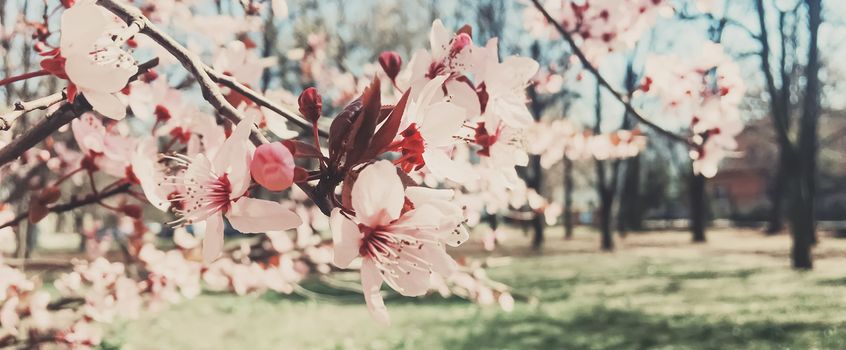 Vintage background of apple tree flowers bloom, floral blossom in sunny spring