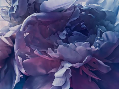 Purple peony flower as abstract floral background for holiday branding design