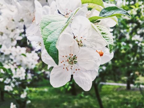 Blooming apple tree flowers in spring garden as beautiful nature landscape, plantation and agriculture scenery