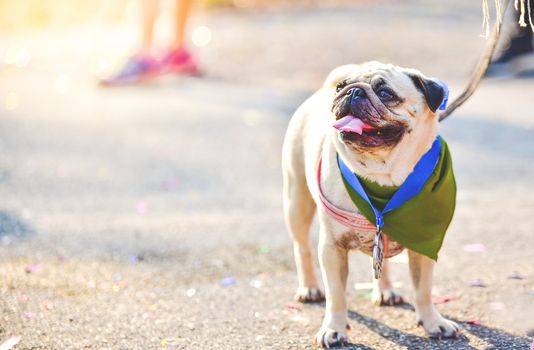 The cute pug dog is on the ground.