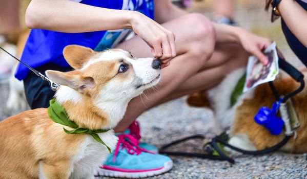 The hand is feeding the dog.