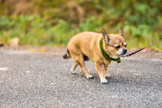 dog running exercise on the road with owner, exercise in the morning