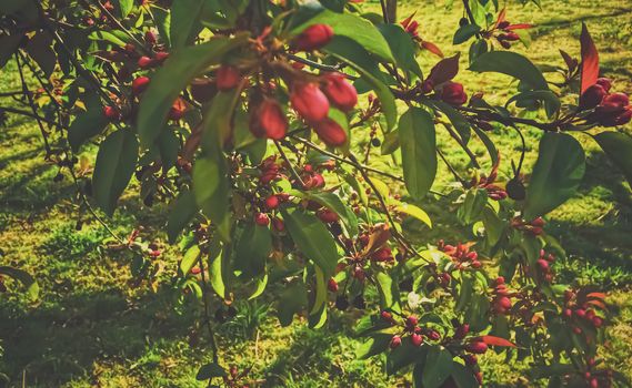 Red berries on tree at sunset in spring, nature and agriculture