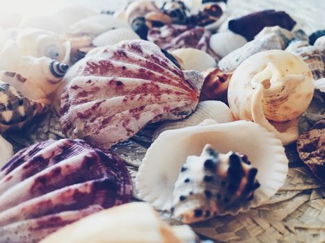 Seashells as summer coastal background, nature and travel concept