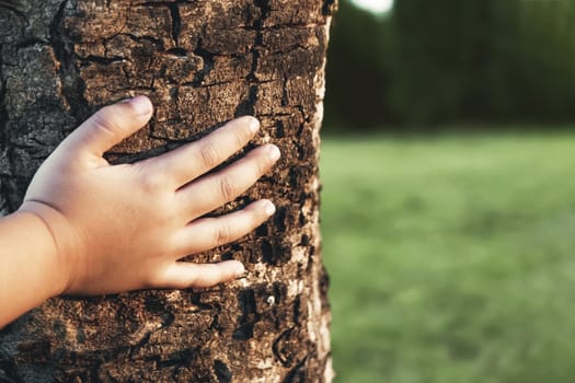 hand of child placed on the tree trunk