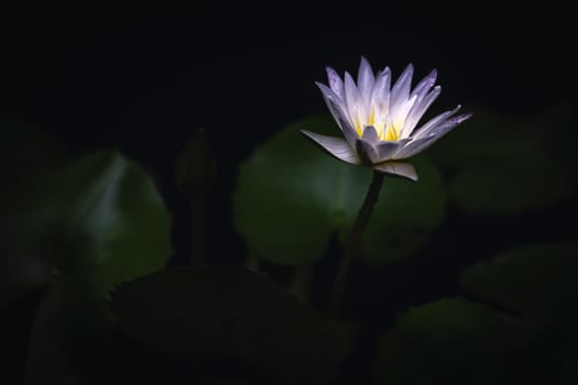 lotus flower in the dark background
