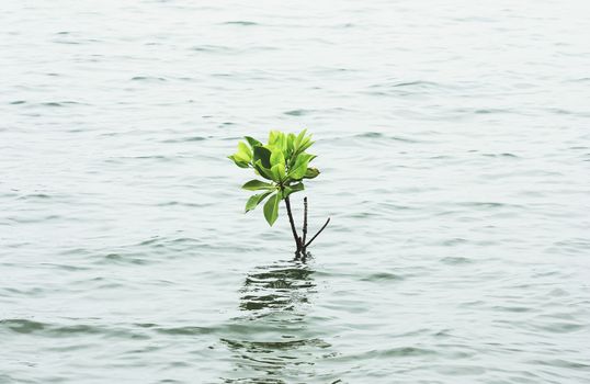 mangrove tree growing on the water