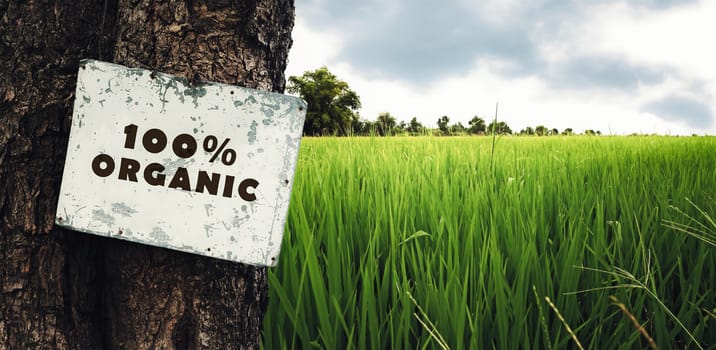 organic sign on the tree with paddy field background