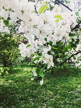 Blooming apple tree flowers in spring garden as beautiful nature landscape, plantation and agriculture scenery