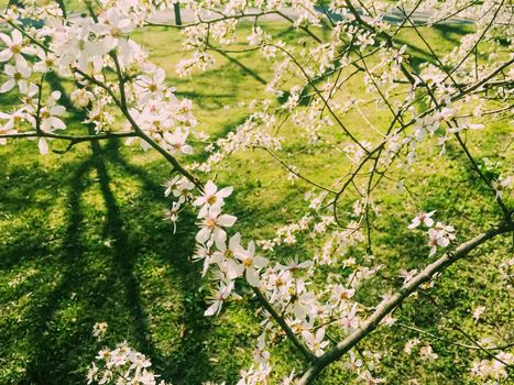 Blooming apple tree flowers in spring as floral background, nature and agriculture