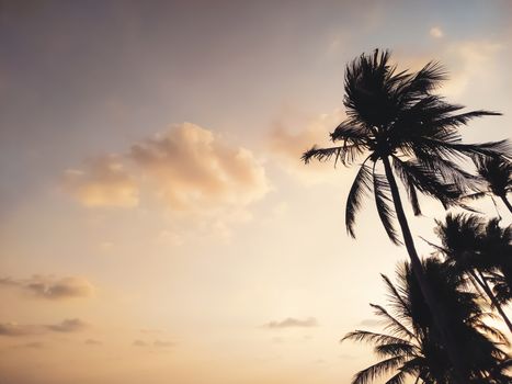 silhouette of palm trees against sunset sky background