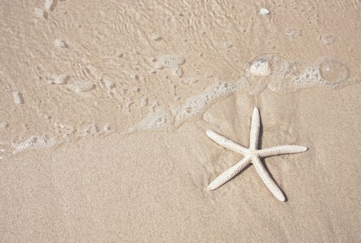 starfish and clear water on the sandy beach background