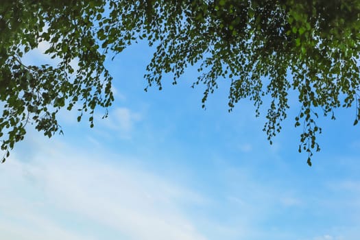 tree branches and blue sky background