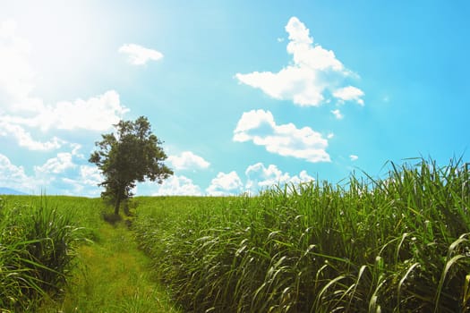 a tree with green grass meadow