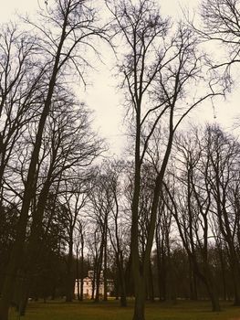 Autumn nature in park, fall leaves and trees outdoors, beautiful season