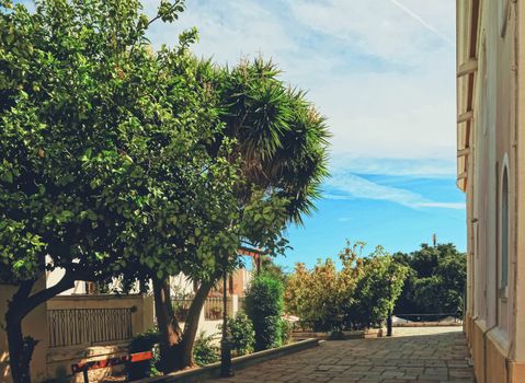 Beautiful trees in southern climate in summer, nature and travel