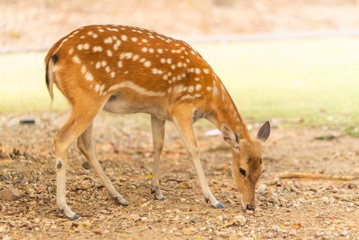 Roe deer standing in the field looking for food