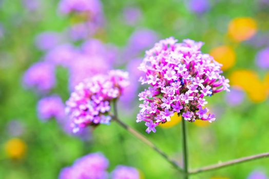 Closeup Verbena bonariensis purple in the park