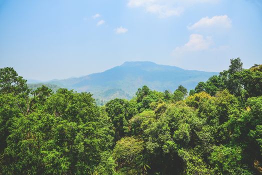 mountain range and evergreen trees on a sunny day