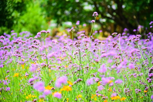 Verbena bonariensis purple in the park