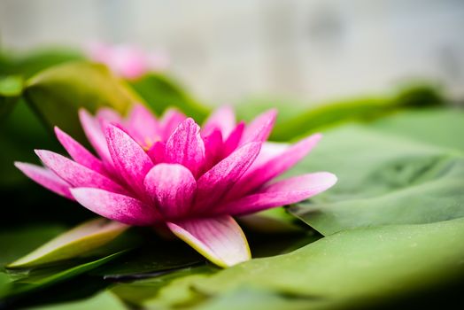 Lotus water floating on the surface of the pool