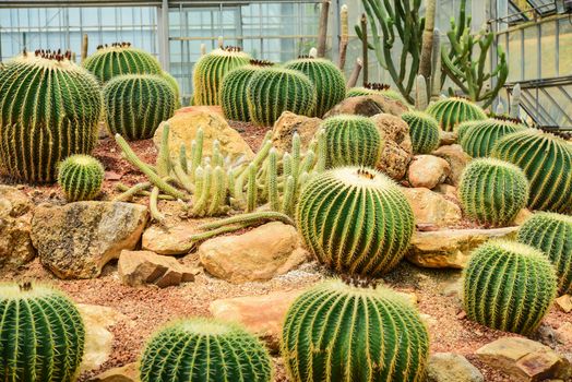 Cactus held in a garden that looks arid