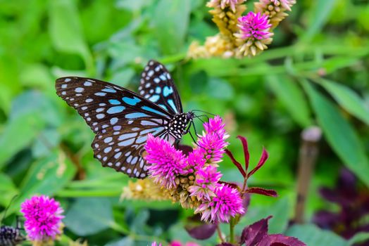 Butterflies fly to flower islands in the midst of nature.