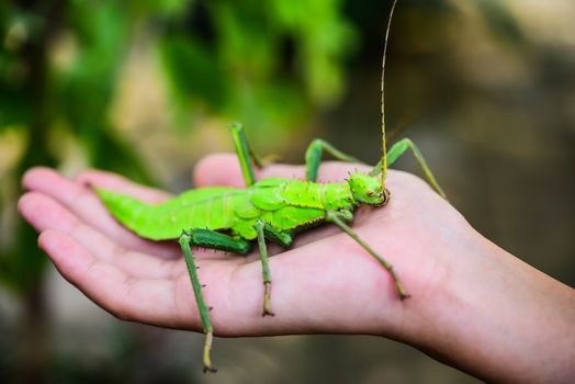 Phylliidae, green in the hand. Phylliidae are shaped like leaves and patterns on the body that are similar to the leaves of leaves.