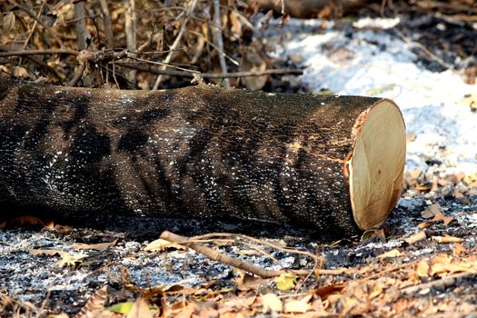 Global warming, deforest cluster of freshly cut tree stumps and burn