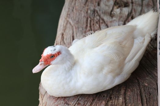 Duck white, Mother duck white on a wooden floor that is above the water surface